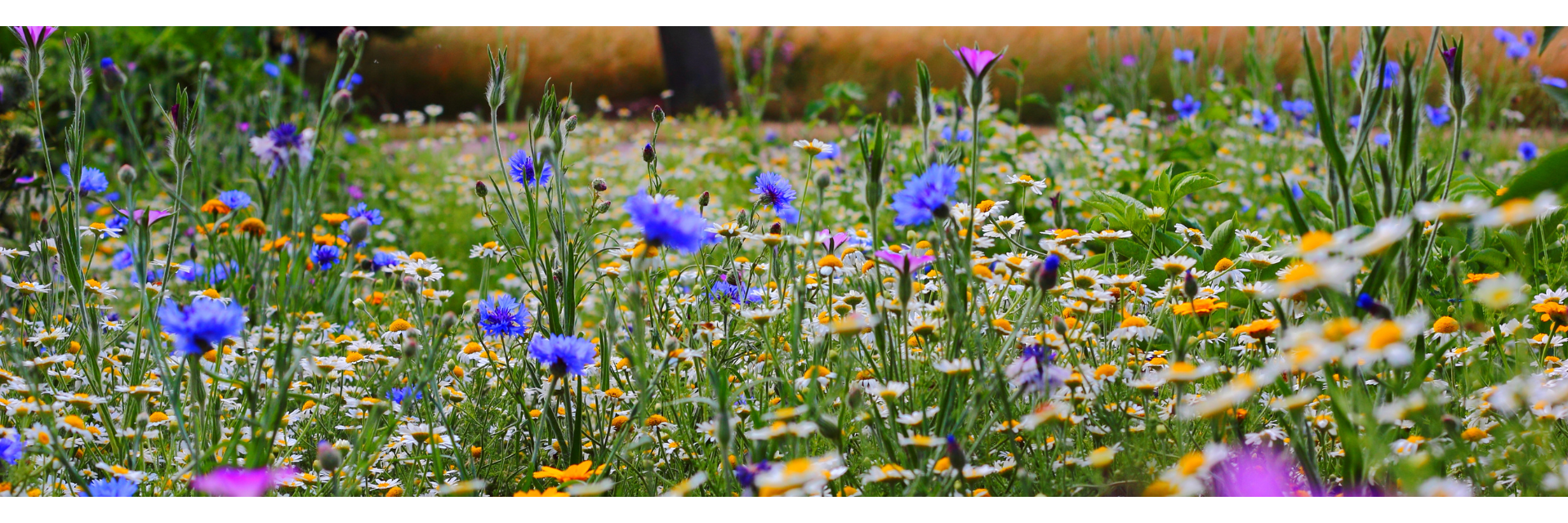 Garden Seed Collection